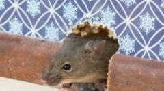 Ako sa zbaviť vône myší v dome